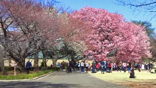 ���ɸ�� �����ꥹ���ʼ�����