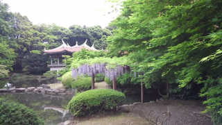 ���ɸ�� ��������