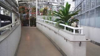 ���忢ʪ���� �粹��