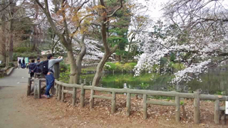 井の頭恩賜公園 桜