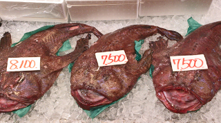 ���̫�������ʻԾ졡���󤳤�