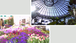 ���ۥ�ǥ��� �ե��ߥ塼������ ����