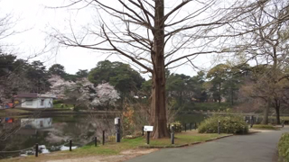 ��ܸ��� ��ͷ��