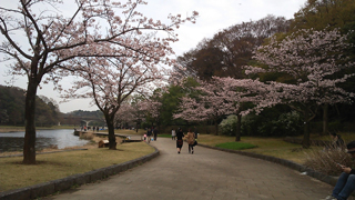 21世紀の森と広場 桜