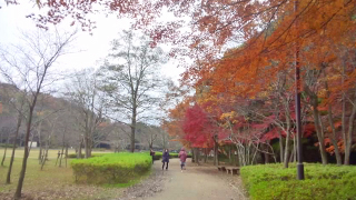 21世紀の森と広場 紅葉