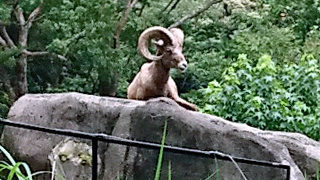 ���ͻ�Ω����ưʪ�� �����ĥΥҥĥ�