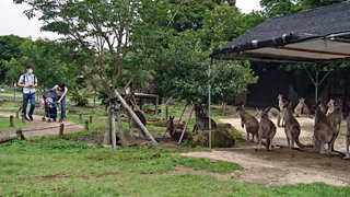 ���ͻ�Ω����ưʪ�� �������󥬥롼