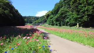 くりはま花の国 ポピー・コスモス園