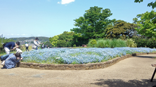 くりはま花の国 ハーブ園