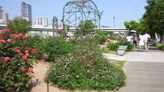 中之島公園 バラ園