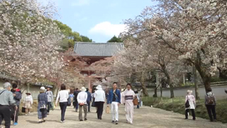 醍醐寺 桜馬場