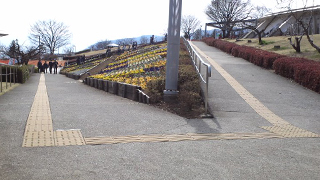 ������ū����ե롼�ĸ��� ��ϩ