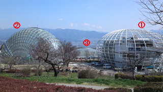 ������ū����ե롼�ĸ��� ��ʪ