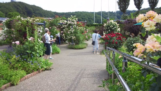 越後丘陵公園 香りのばら園