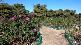 常陸ローズガーデン