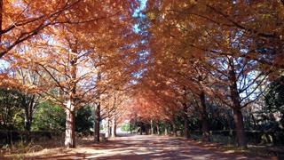 メタセコイヤの並木道