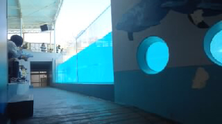 下田海中水族館 マリンスタジアム