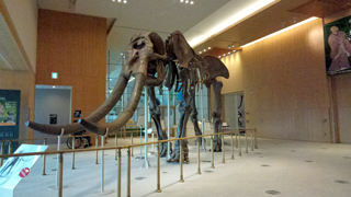 ���Ÿ�������ʪ�� ����Ÿ����