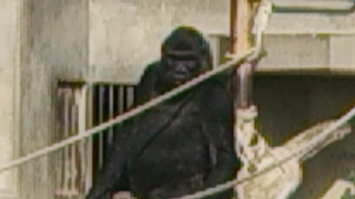 �컳ư��ʪ�� �����